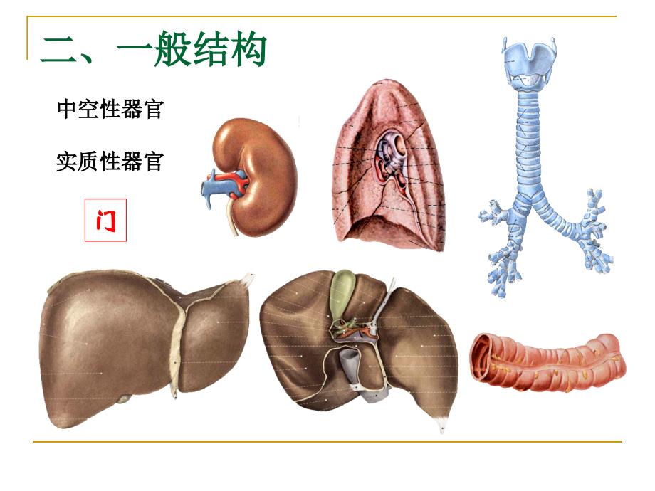 解剖学课件03内脏总论消化系统.ppt_第3页