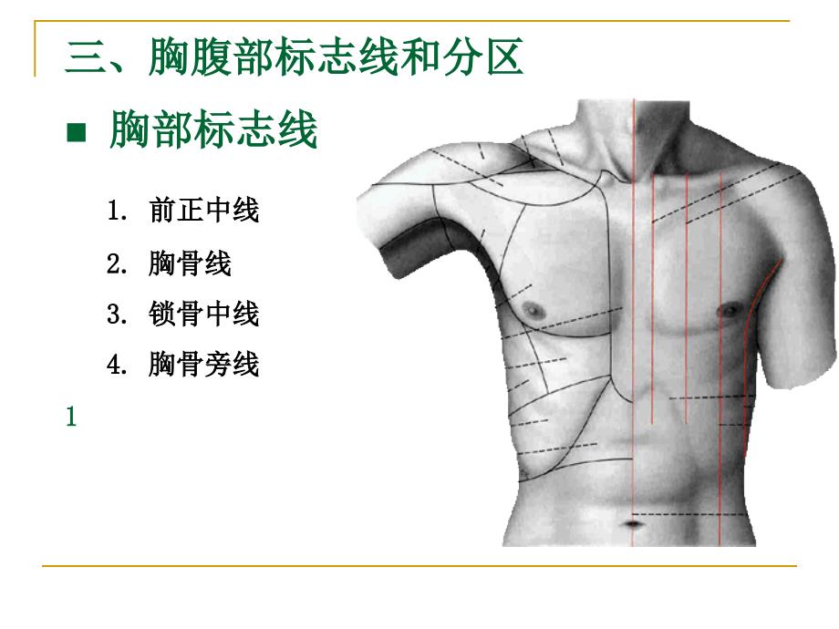 解剖学课件03内脏总论消化系统.ppt_第4页