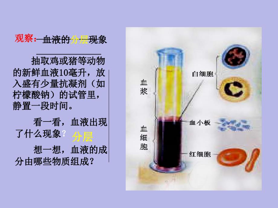 41流动的组织--血液_人教版_七年级下册生物_课件_第4页