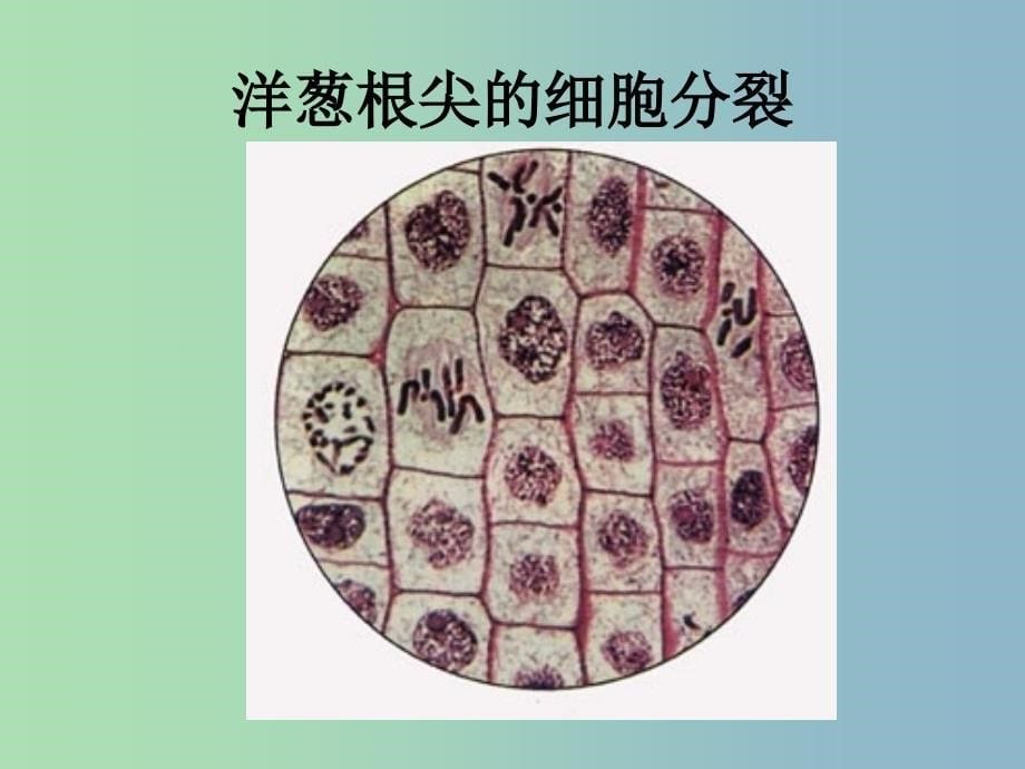 八年级生物下册 7.2.2 基因在亲子代间的传递课件 新人教版.ppt_第5页