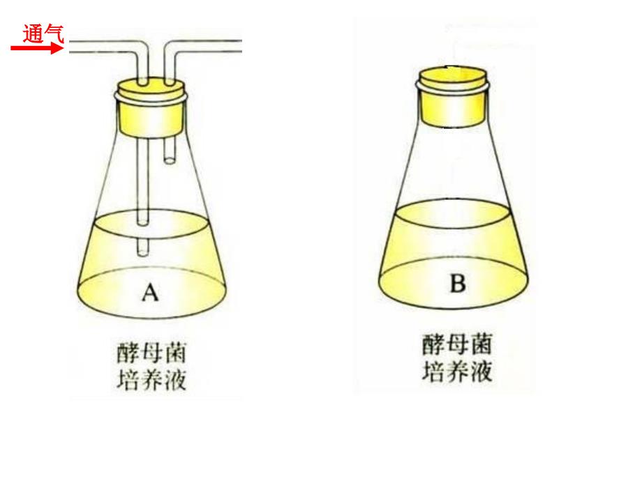 531细胞呼吸之酵母菌细胞呼吸的方式精选文档_第4页