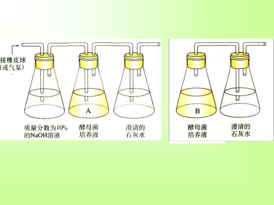 531细胞呼吸之酵母菌细胞呼吸的方式精选文档_第5页