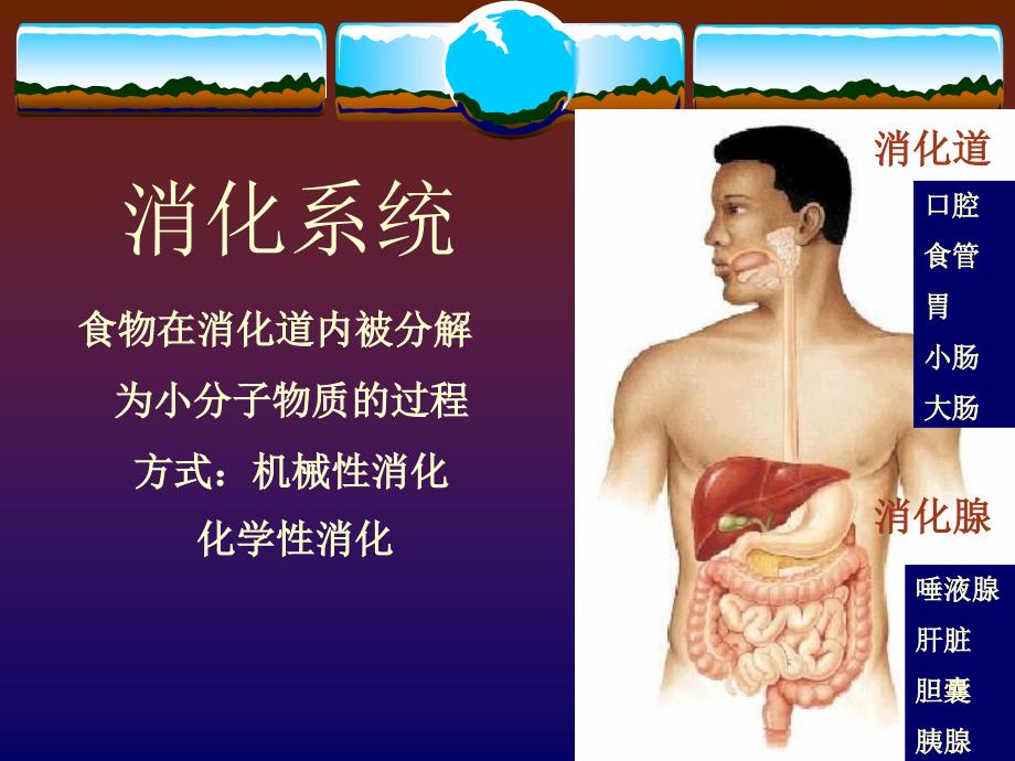 生理学消化系统_第1页