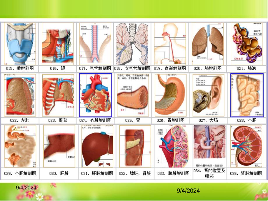 人体结构解剖图_第2页