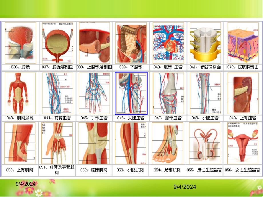 人体结构解剖图_第3页