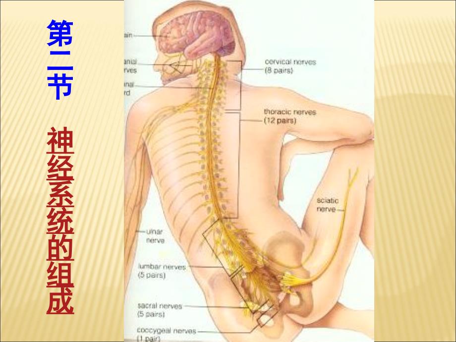 人教版生物七年级下册《神经系统的组成》PPT_第2页