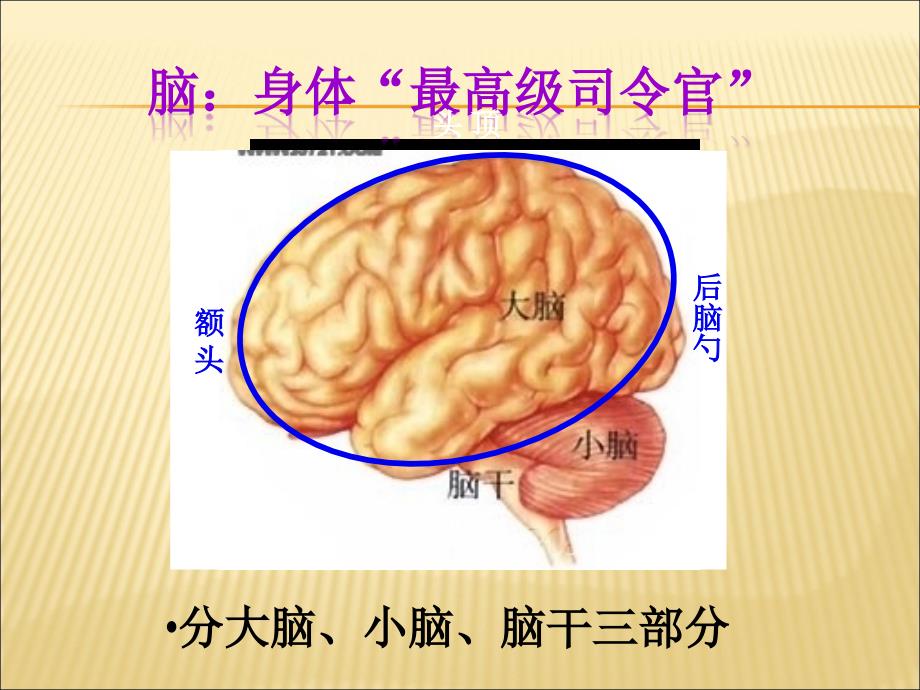 人教版生物七年级下册《神经系统的组成》PPT_第3页