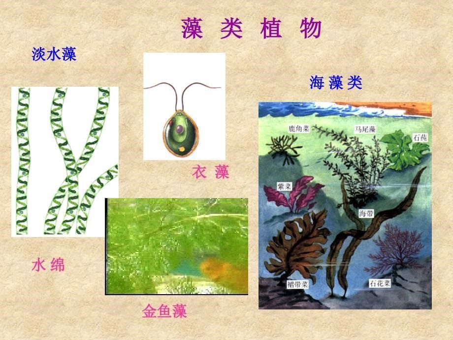 第一节_藻类、苔藓和蕨类植物课件_第5页