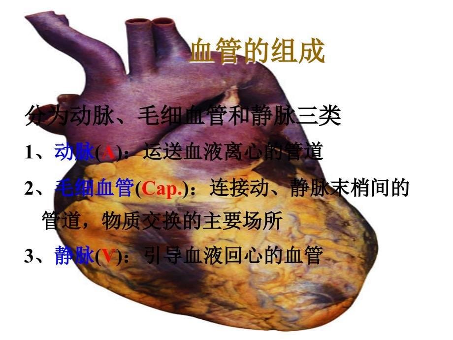 第六章循环系统讲述_第5页