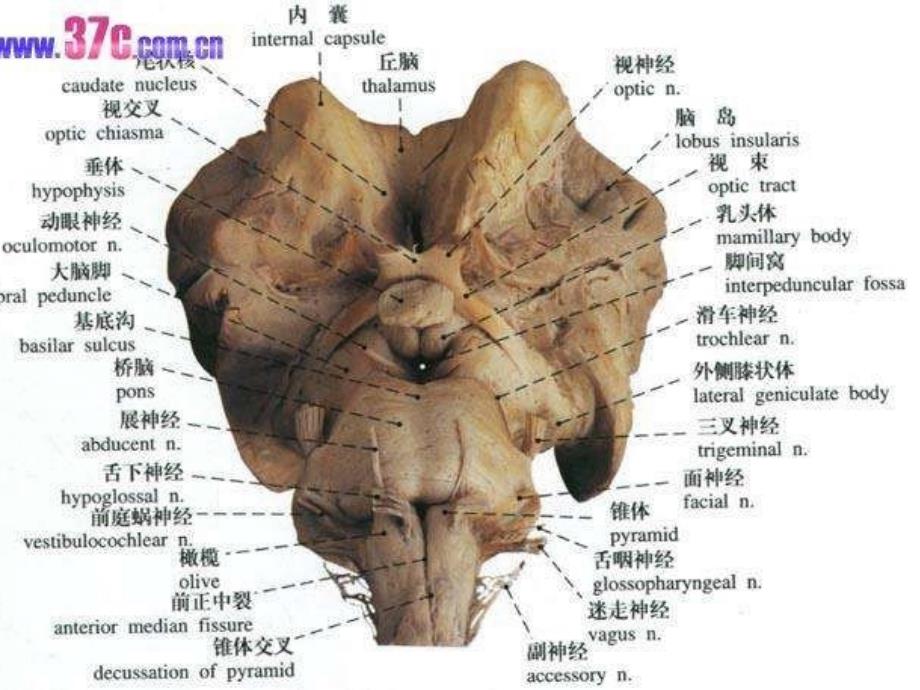 脑干解剖及脑干综合征_第3页