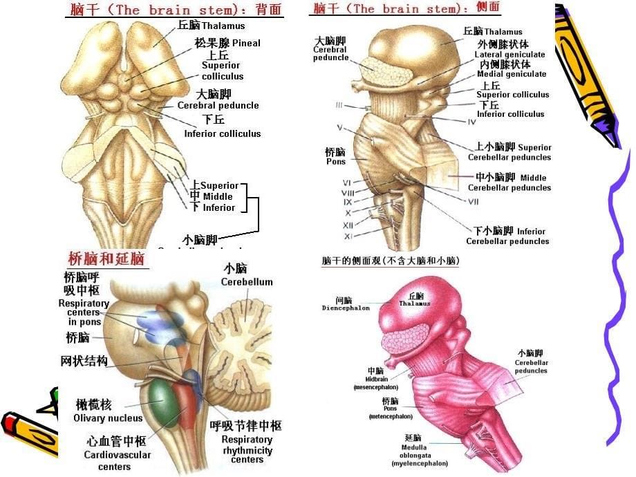 脑干解剖及脑干综合征_第5页