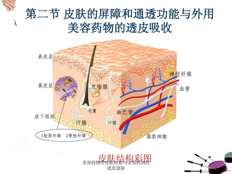 美容药物学皮肤结构与美容药物的透皮汲取课件_第3页