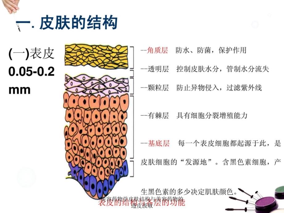 美容药物学皮肤结构与美容药物的透皮汲取课件_第4页