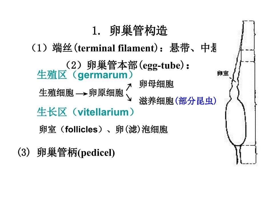 昆虫的生殖系统_第5页