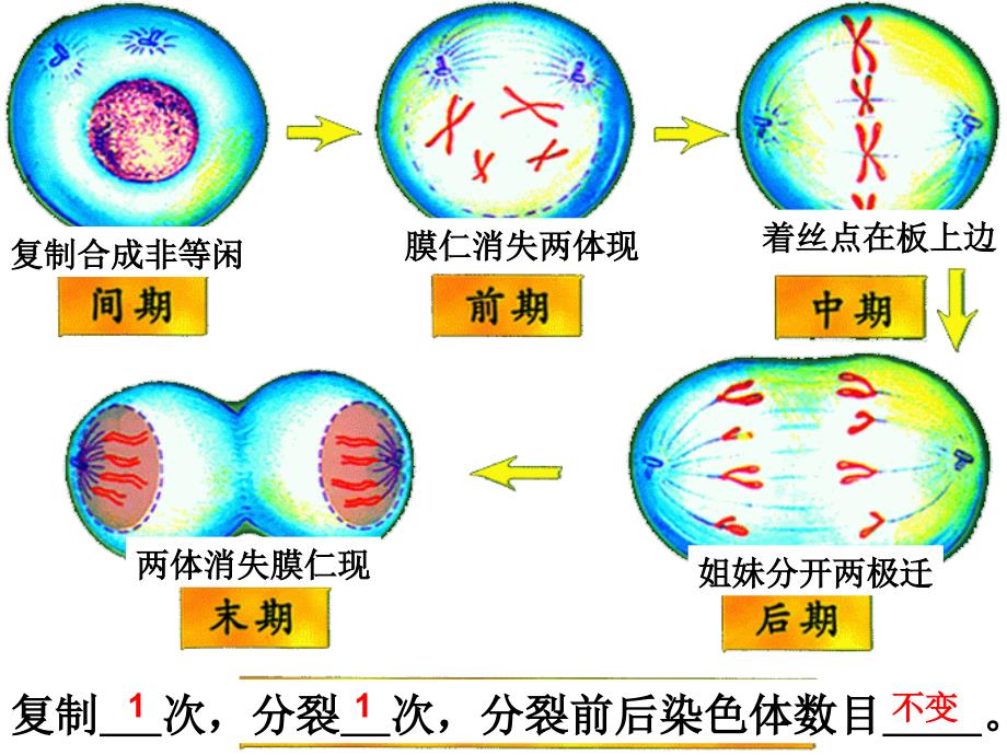 减数分裂PPT课件_第2页