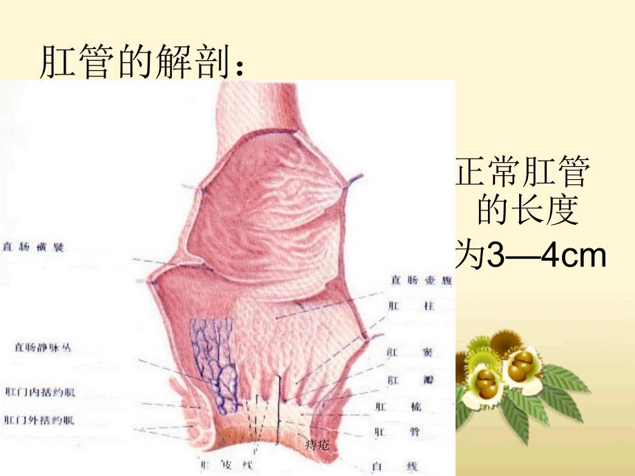 外科学痔疮课件_第3页