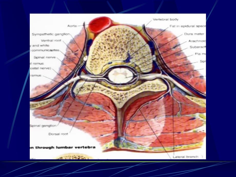 脊髓损伤康复spinal cord injury(SCI)_第4页