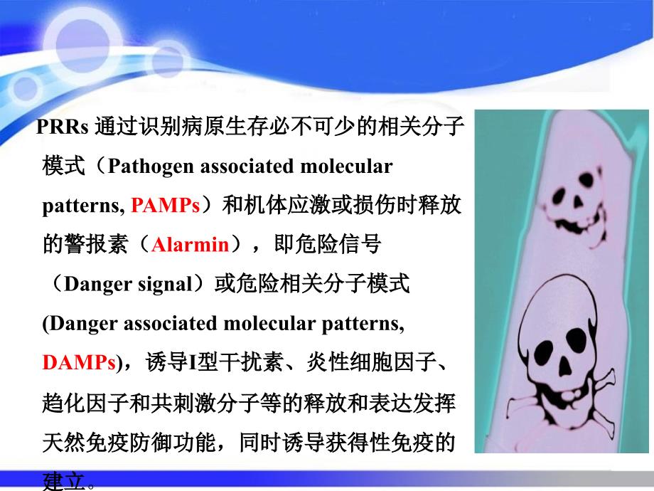 DNArecognitionreceptors_第3页