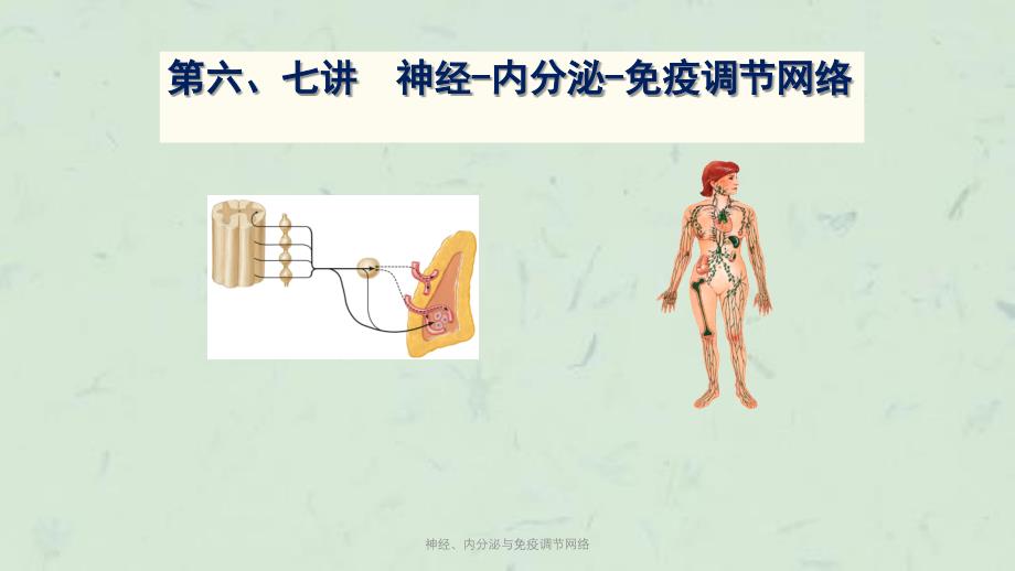 神经、内分泌与免疫调节网络课件_第1页