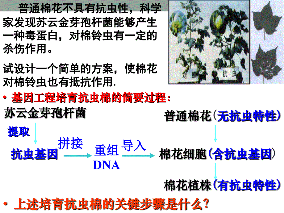 1.1DNA重组技术的基本工具_第4页