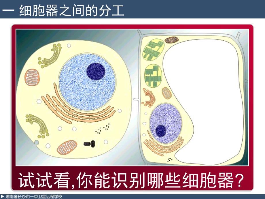 高一生物《必修1第3章第2节细胞器--系统内的分工合作》.ppt_第3页