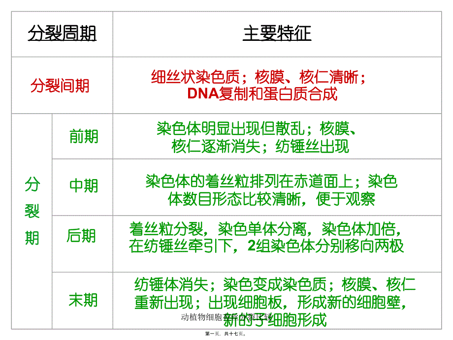 动植物细胞有丝分裂比较课件_第1页