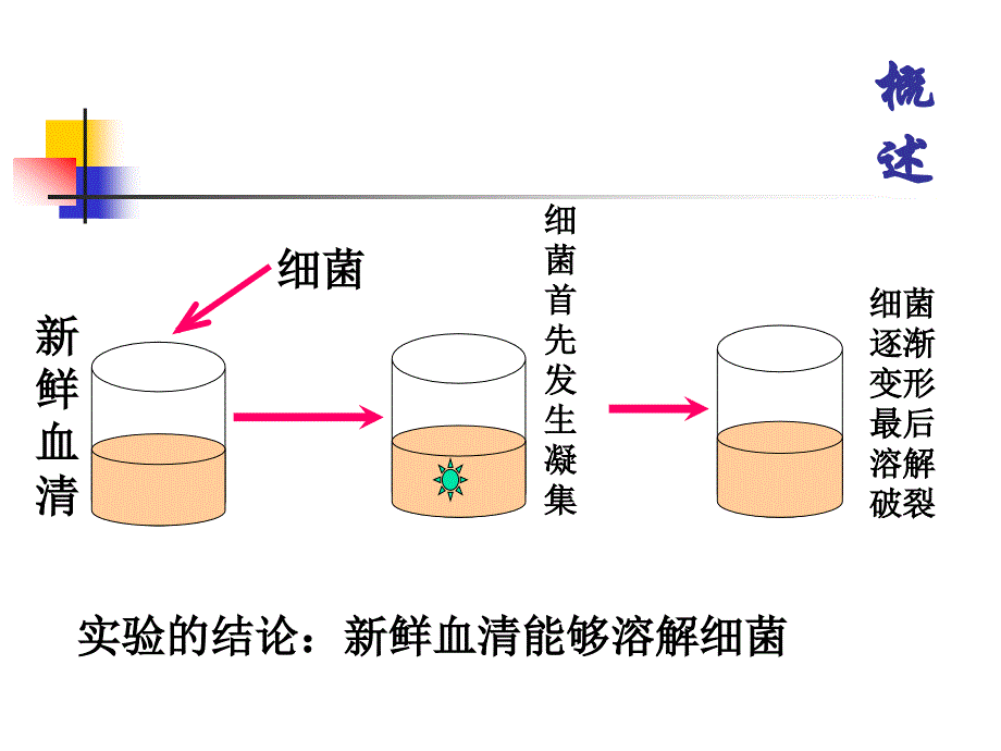 《补体金伯泉》PPT课件_第4页