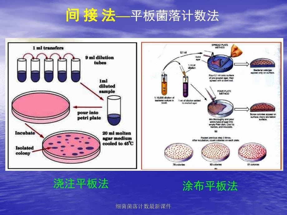 细菌菌落计数最新课件_第5页