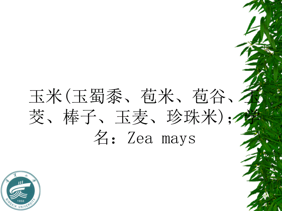 玉米栽培PPT课件_第2页