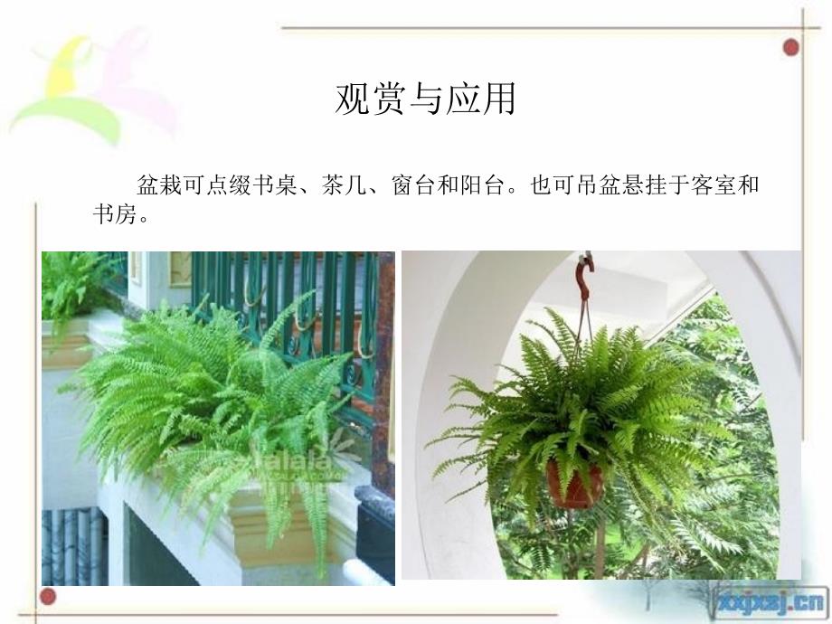 第16课时25常见的植物蕨类植物_第4页