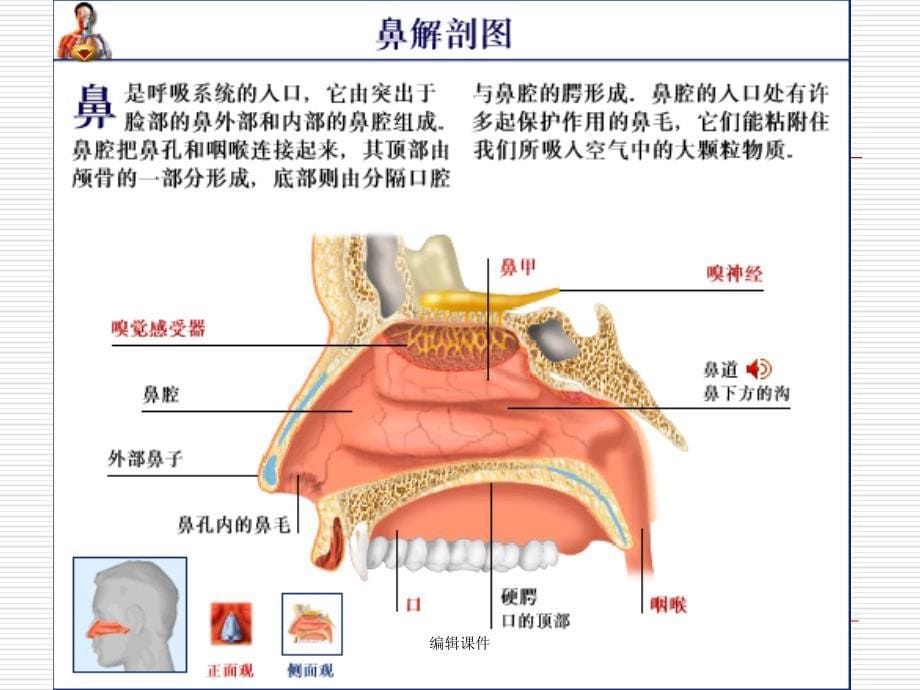 鼻出血护理查房完整版本_第5页