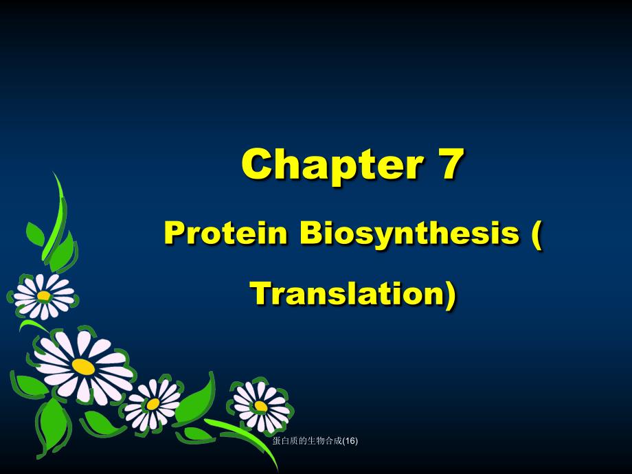 蛋白质的生物合成16课件_第2页