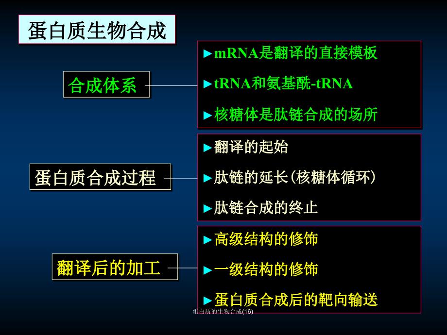 蛋白质的生物合成16课件_第3页