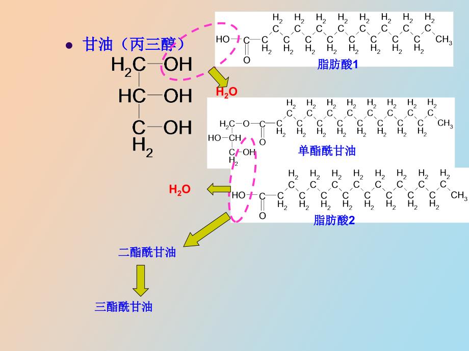 生物化学第八章脂类代谢_第3页