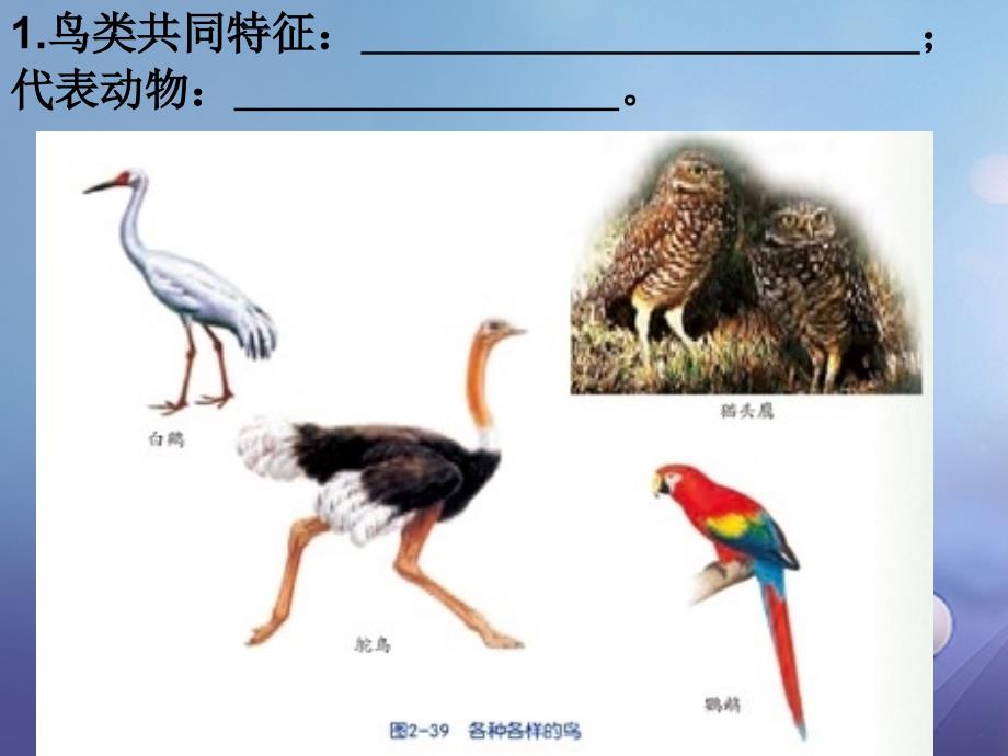 浙江省温州市苍南县龙港镇七年级科学上册 2.4.2 常见的动物课件 （新）浙教_第2页