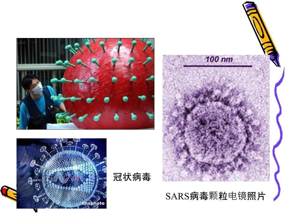 病毒的传分析PPT课件_第5页