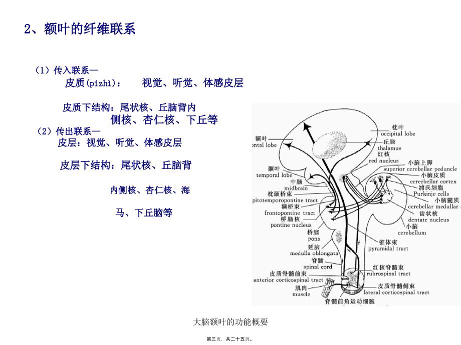 大脑额叶的功能概要课件_第3页