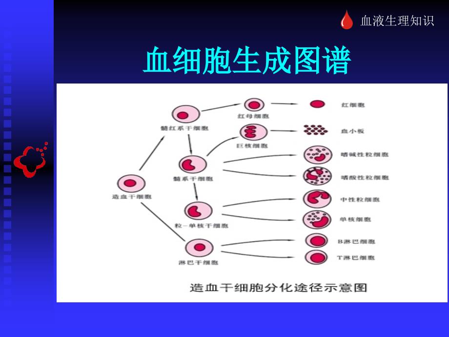 《献血科普知识讲座》PPT课件.ppt_第4页