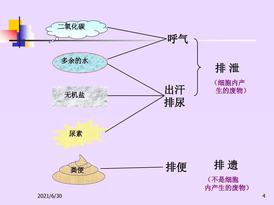 尿的形成与排出(课件)_第4页