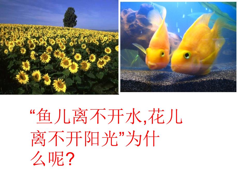 第一节环境对生物的影响_第1页