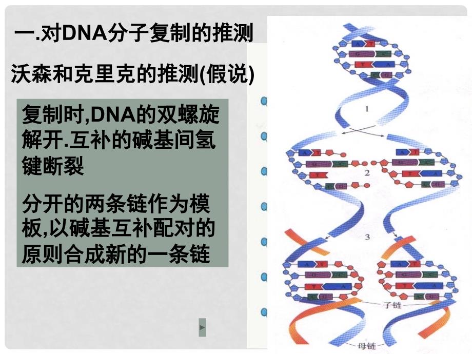 高中生物 3.3 DNA的复制课件（1）新人教版必修2_第2页