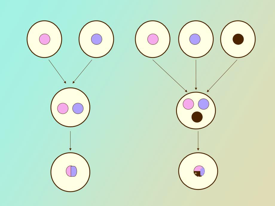 细胞生物学实验细胞融合_第4页