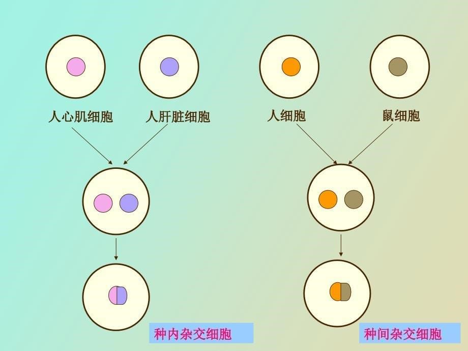 细胞生物学实验细胞融合_第5页