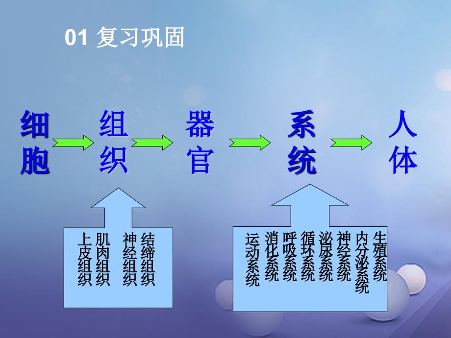 七年级生物下册 8.3 人体概述 苏教版_第4页