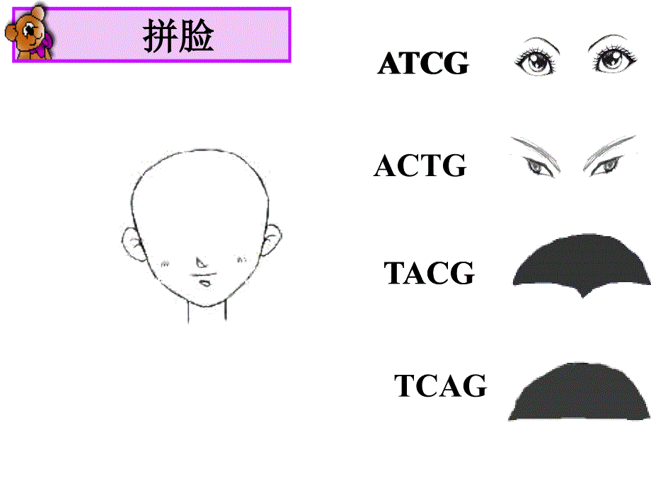 细胞核是遗传信息库_第2页