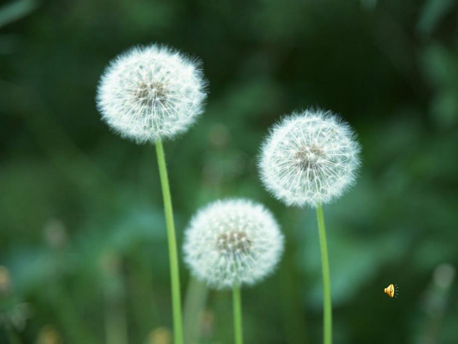 金色的草地_第4页