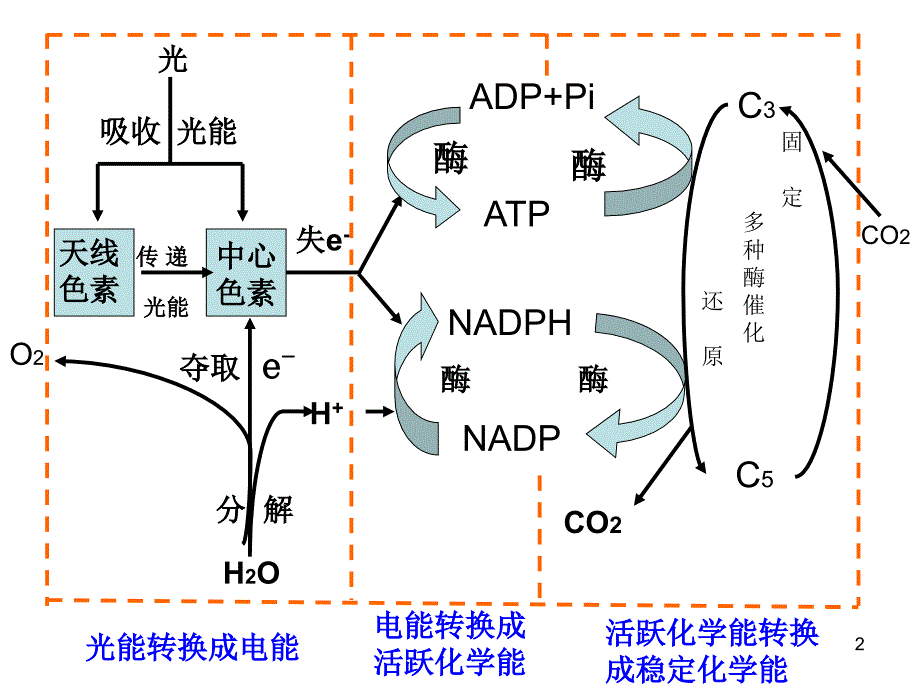 普通生物学1112节课件_第2页