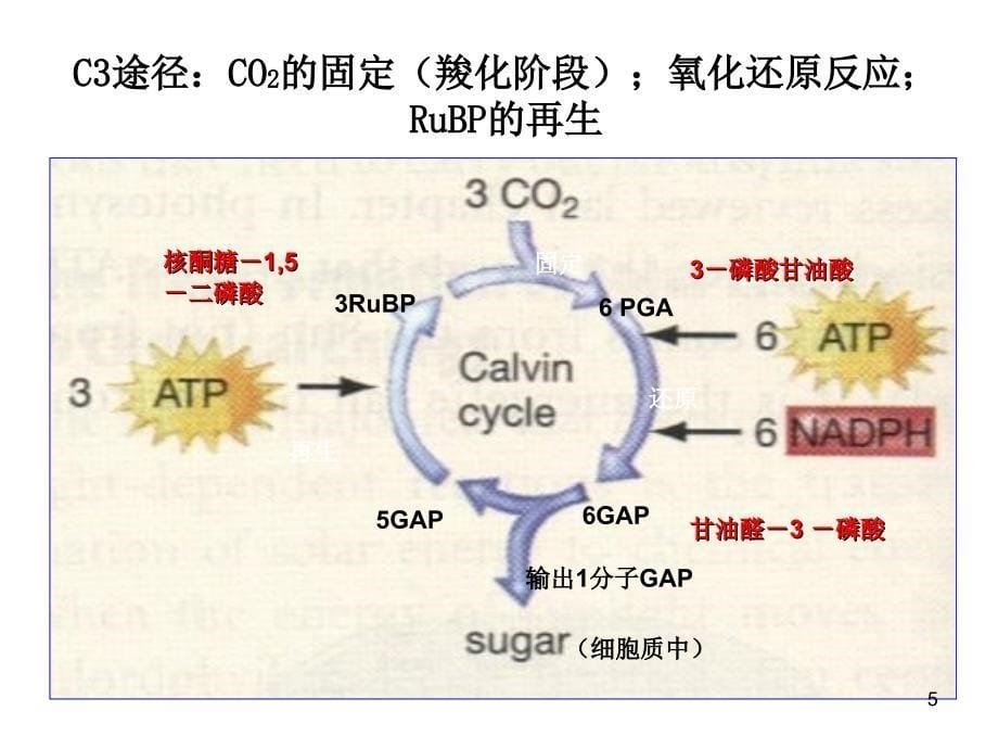 普通生物学1112节课件_第5页