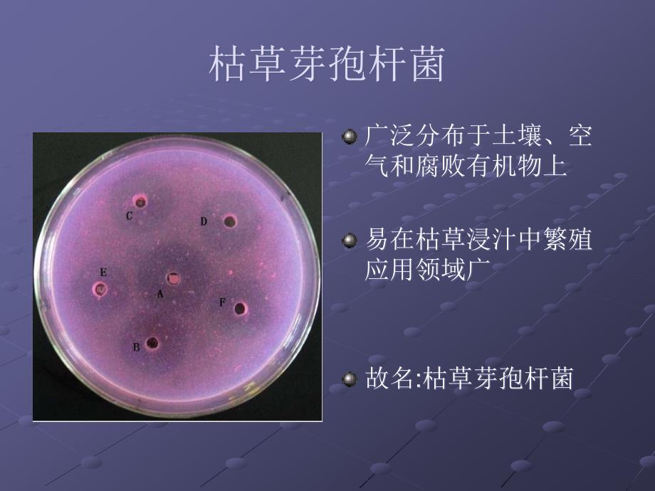 《枯草芽孢杆菌》PPT课件_第2页