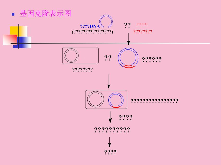 基因工程生化教学ppt课件_第3页